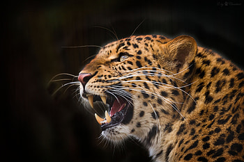 Animals, Leopard, Grin, Predator, Fangs, To Fall, Mouth, Black Background HD wallpaper