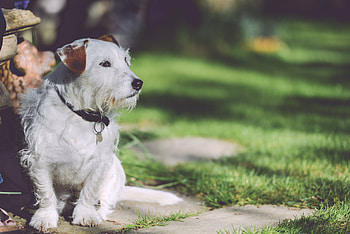 Animals, Shine, Light, Dog, Stroll, Sits, Is Sitting HD wallpaper
