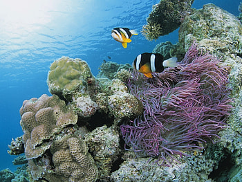 Animals, Fishes HD wallpaper
