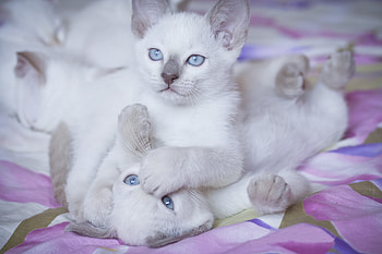 Animals, Light, Bright, Color, Playful, Kittens HD wallpaper