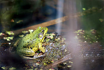 Animals, Grass, Shine, Light, Frog HD wallpaper