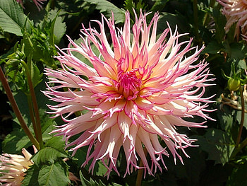 Pink Flower, pink, beautiful, , flower HD wallpaper