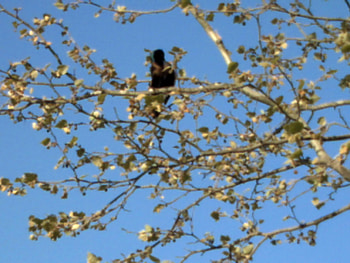 bird ?, black, bird, tree HD wallpaper