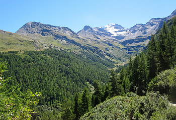 Nature, Trees, Mountains, Alps, Switzerland HD wallpaper