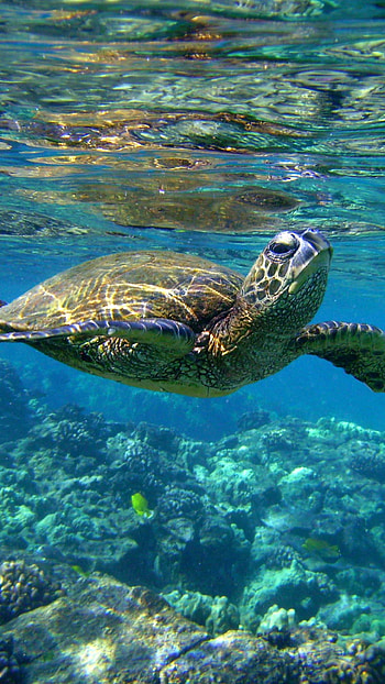 Turtle, , Sea creatures, backgrounds HD phone wallpaper