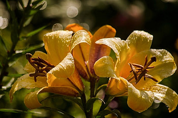 Yellow Lily, garden, yellow, flower, lily HD wallpaper