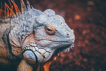 Animals, Reptile, Scale, Scales, Iguana HD wallpaper