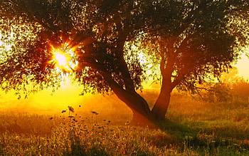 Summer morning, sunshine, shadows, summer, morning, plants, old tree, field HD wallpaper
