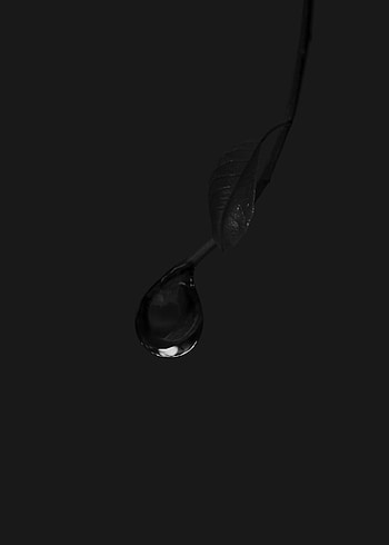 Macro, Branch, Bw, Chb, Drop HD phone wallpaper