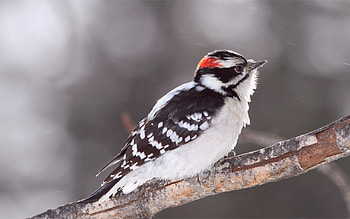 Woodpecker chick, cute, chick, pui, ciocanitoare, white, black, bird, woodpecker, red, nature, pasari HD wallpaper