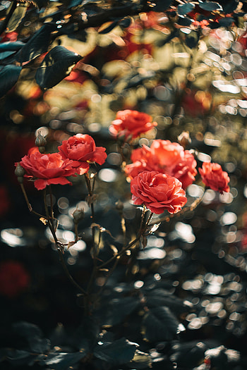 Flowers, Roses, Pink, Plant HD phone wallpaper