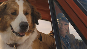 A Dog's Journey, Josh Gad, Voice, Bailey HD wallpaper
