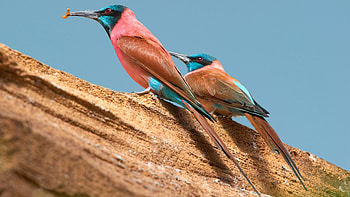 Central African Republic, Travels, Northern carmine bee eater, Nature animal birds HD wallpaper