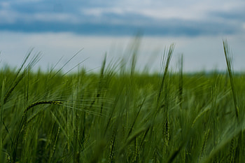 Nature, wheat farm, green, plants HD wallpaper