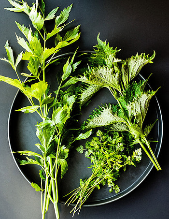 Chervil, Specialty cooking herbs HD phone wallpaper