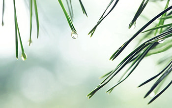 Water, Background, Needle, Drops, Macro, Fir, Spruce, Needles HD wallpaper