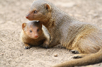 Mongoose, choice, Beautiful , Nature's creature HD wallpaper