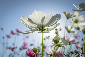 Cosmos, plants, flowers, spring, meadow HD wallpaper
