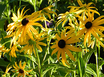 Flowers, Close-Up, Flower Bed, Flowerbed, Sharpness, Rudbeckia, Rudbekia HD wallpaper