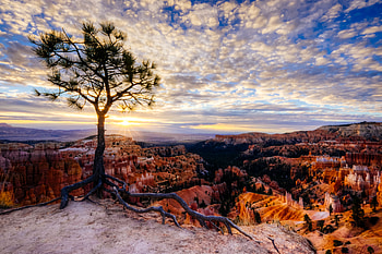 Nature, Canyon, Rocks, Wood, Rays, Beams, Tree, Roots HD wallpaper