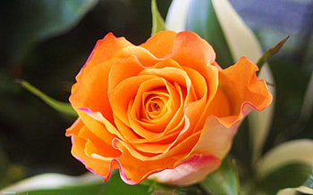 Yellow Rose, leaves, petals, flower, garden, blossom HD wallpaper