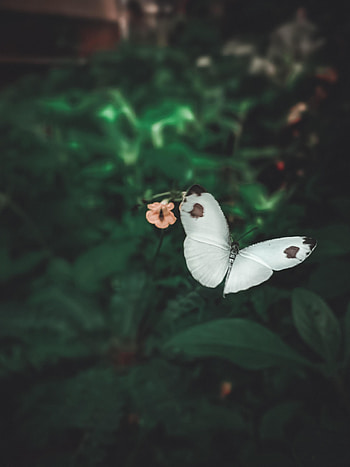 Animals, Flowers, Macro, Flight, Butterfly, Wings HD phone wallpaper