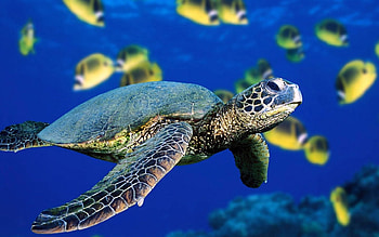 Animals, Turtles HD wallpaper