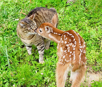 exploring, fawn, animals, cat, nice HD wallpaper