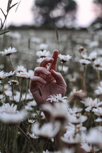 Grass, Camomile, Hand, Miscellanea, Miscellaneous, Wildflowers HD phone wallpaper