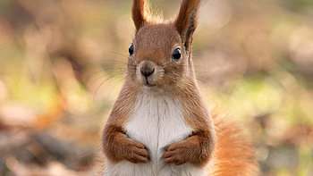 Animals, Squirrel, Muzzle, Sight, Opinion, Paws HD wallpaper