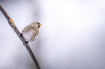 common redpoll, Animal HD wallpaper