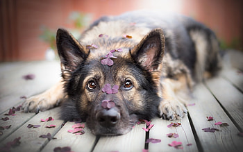Dog, animal, puppy, flower HD wallpaper