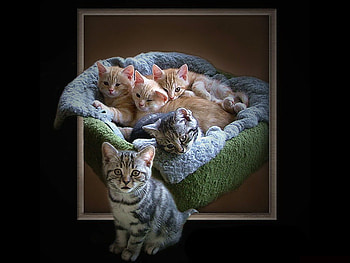 Cat collage, sweet, animal, kitten, cat, feline, collage HD wallpaper