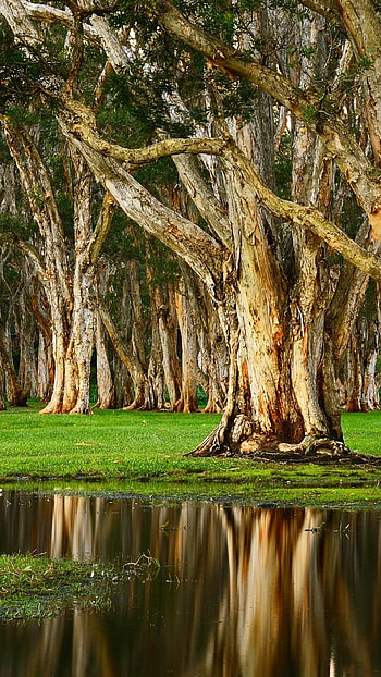 Bernardo O'Higgins National Park, Parks HD phone wallpaper