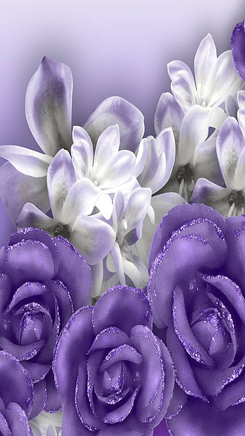 white flower, purple flower, rose, nature, flower HD phone wallpaper