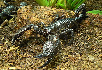 The emperor, Scorpions HD wallpaper