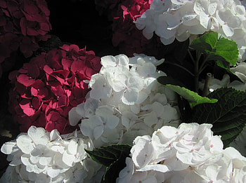 Hydrangea date with my Camera 17, Hydrangeas, white, graphy, green, red, Flowers, garden, leaf HD wallpaper