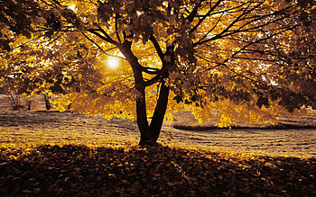 Nature, Autumn, Wood, Tree, Shadow HD wallpaper