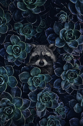 Beloved raccoon, Personal favorite, Nature's muse, Forest companion HD phone wallpaper