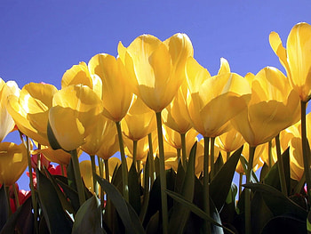 Yellow tulips, tulip, nature, yellow, flower HD wallpaper
