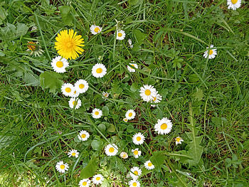 Lovely flowers, Green, Flowers, Spring, Grass, Nature HD wallpaper