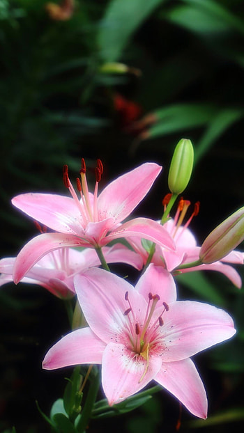 Pink Lily, Adorable Flower, Background HD phone wallpaper