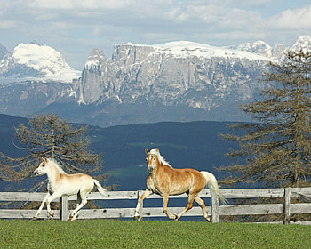Horses runing, animal, horse, field, nature, mountain HD wallpaper