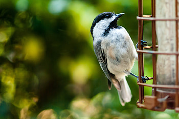 Animals, Bird, Sit, Stairs, Ladder HD wallpaper