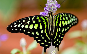 Macro, Lines, Colors, Color, Butterfly, Coloring HD wallpaper