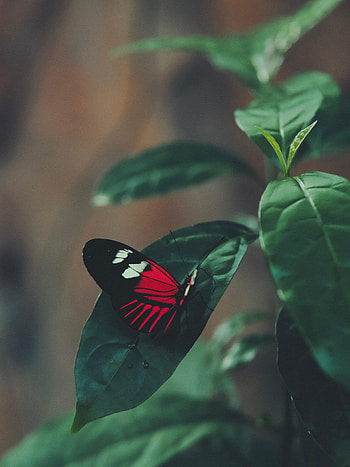 Animals, Macro, Sheet, Leaf, Butterfly HD phone wallpaper