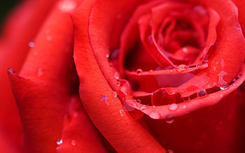 Plants, Flowers, Background, Roses HD wallpaper