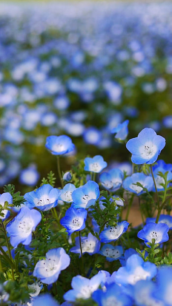 Blue Flowers, Nemophila Flower HD phone wallpaper