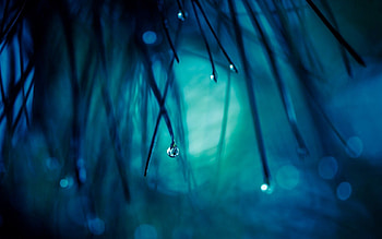 Grass, Macro, Drop HD wallpaper