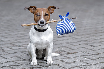 The traveler, blue, dog, animal, white, homeless, jack russell terrier, traveler, funny, caine HD wallpaper